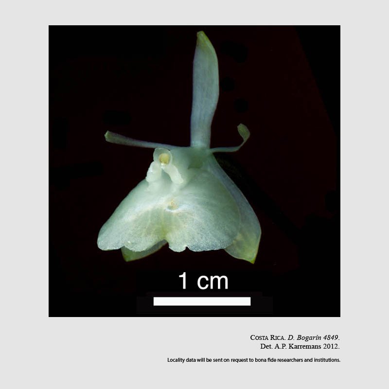 Epidendrum trialatum